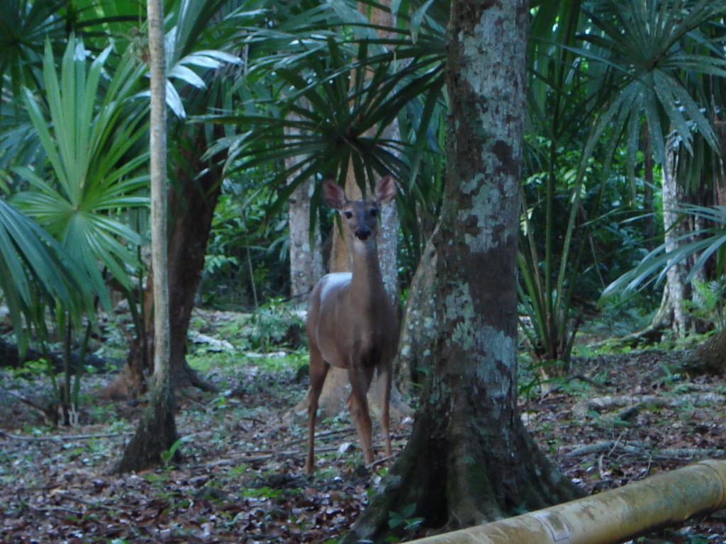 Hotel Jaguar Inn Tikal Luaran gambar