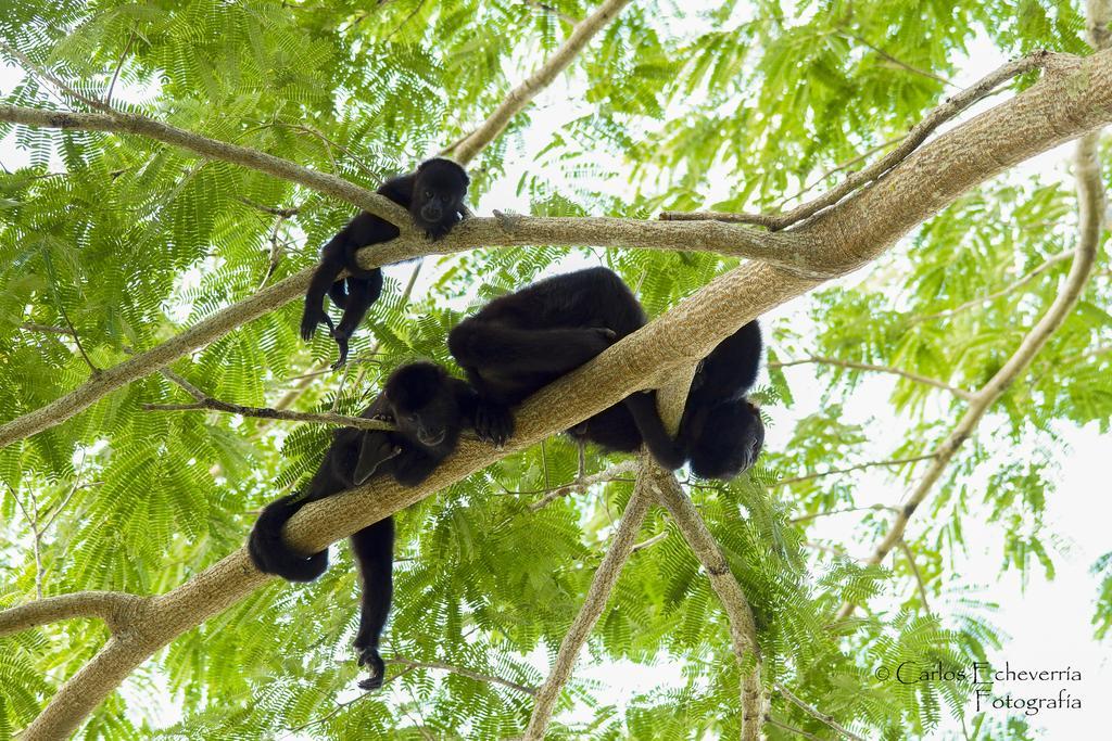 Hotel Jaguar Inn Tikal Luaran gambar
